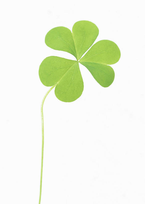 无人,竖图,室内,特写,白天,白色背景,正面,爱情,自由,幸福,植物,叶子,一片,新鲜,纹理,三叶草,绿叶,绿色,嫩叶,摄影,影棚,青春,希望,生命,和平,安详,车轴草,苜蓿,肌理,统一,冷色,团结,叶,叶片,叶脉,彩图,影棚拍摄,拍摄