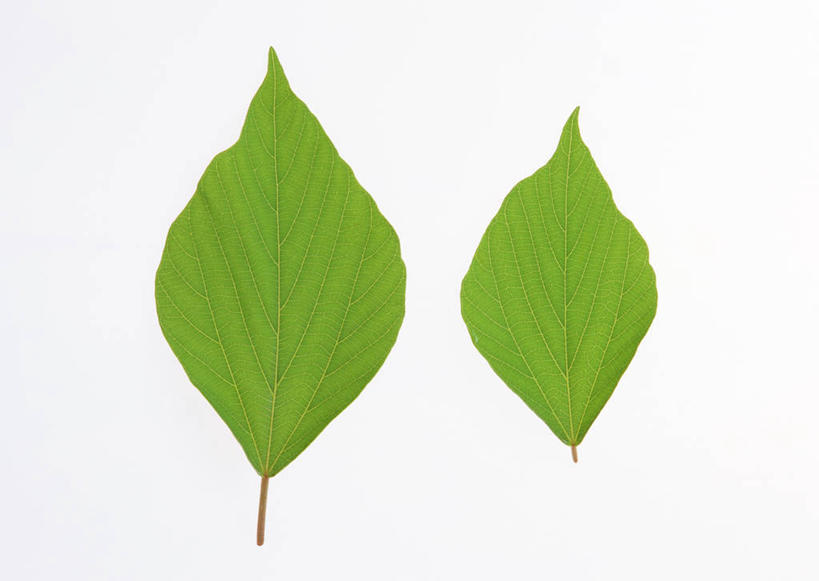 无人,横图,室内,特写,白天,白色背景,正面,植物,叶子,两片,新鲜,纹理,绿叶,绿色,嫩叶,摄影,影棚,青春,生命,和平,安详,肌理,野桐,冷色,叶,叶片,叶脉,彩图,影棚拍摄,拍摄