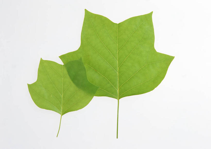 无人,横图,室内,特写,白天,白色背景,正面,植物,叶子,两片,新鲜,纹理,绿叶,绿色,嫩叶,摄影,影棚,青春,生命,和平,安详,肌理,冷色,郁金香树,叶,叶片,叶脉,彩图,影棚拍摄,拍摄