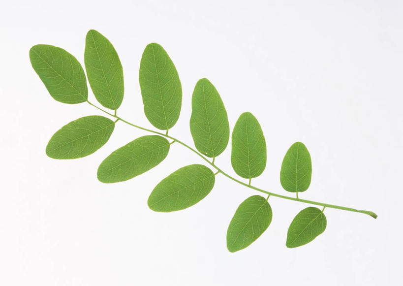 无人,横图,室内,特写,白天,白色背景,正面,植物,叶子,一排,许多,新鲜,整齐,并列,并排,纹理,绿叶,很多,排列,绿色,嫩叶,摄影,洋槐,影棚,青春,刺槐,生命,队列,和平,安详,平行,肌理,冷色,叶,叶片,叶脉,彩图,影棚拍摄,拍摄