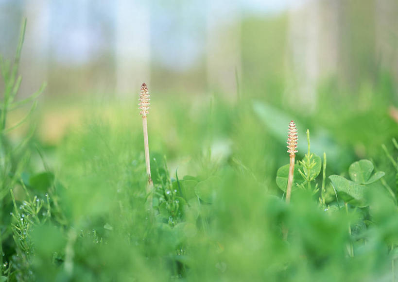 无人,横图,室外,特写,白天,正面,草地,草坪,美景,水,植物,露水,叶子,阴影,朦胧,模糊,透明,光线,液体,影子,景观,水滴,绿叶,水珠,草,绿色,阳光,自然,露珠,嫩叶,景色,生机,剔透,自然风光,问荆,接续草,公母草,搂接草,空心草,马蜂草,猪鬃草,黄蚂草,节节草,接骨草,灵动,通明,叶,叶片,彩图,木贼,晶莹