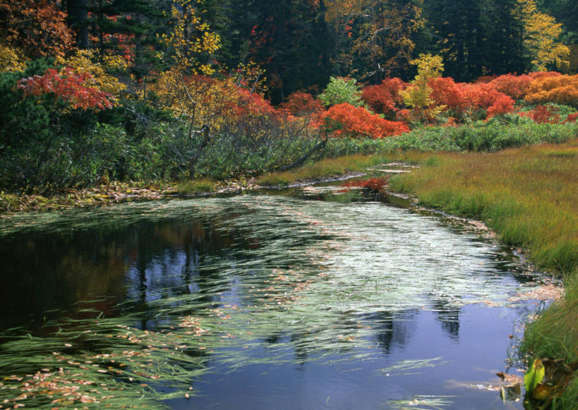 无人,公园,横图,室外,白天,正面,旅游,度假,草地,草坪,美景,森林,树林,植物,北海道,日本,亚洲,阴影,波纹,光线,影子,池塘,景观,水池,涟漪,娱乐,草,树,树木,绿色,倒影,水纹,阳光,自然,波浪,享受,休闲,景色,放松,生长,成长,倒映,自然风光,东亚,日本国,水晕,北海道地方,北海道岛,国立公园,反照,彩图,大雪山国立公园
