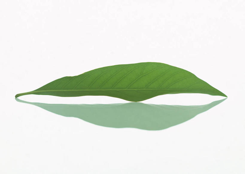 无人,横图,室内,特写,白天,白色背景,正面,植物,叶子,一片,新鲜,纹理,绿叶,绿色,嫩叶,摄影,影棚,青春,生命,橡树,和平,安详,肌理,冷色,沼生橡树,叶,叶片,叶脉,彩图,影棚拍摄,拍摄