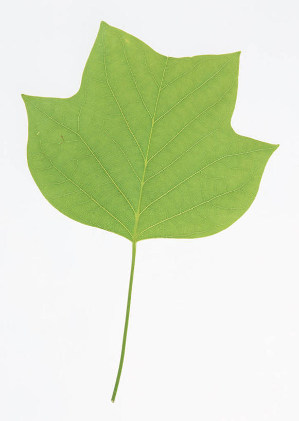 无人,竖图,室内,特写,白天,白色背景,正面,植物,叶子,一片,纹理,绿叶,树,树木,绿色,自然,嫩叶,摄影,影棚,生长,成长,肌理,郁金香树,叶,叶片,叶脉,彩图,影棚拍摄,拍摄