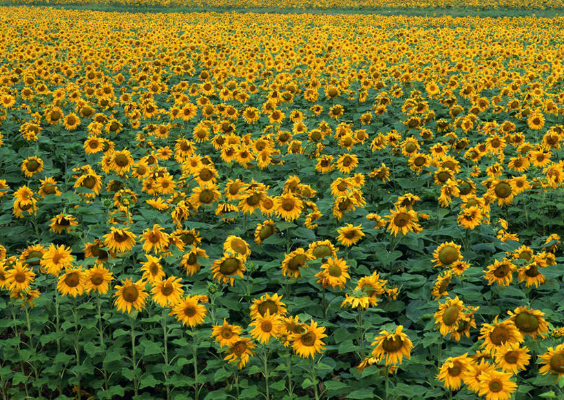 无人,横图,俯视,室外,白天,爱情,旅游,度假,幸福,花海,花圃,美景,太阳,植物,向日葵,叶子,北海道,日本,亚洲,盛开,透明,景观,绿叶,辉煌,花蕾,娱乐,花,花瓣,花朵,花卉,鲜花,黄色,绿色,自然,花丛,花束,花田,花苞,花蕊,享受,休闲,健康,嫩叶,景色,放松,活泼,希望,暖色,自然风光,光辉,东亚,沉默,忠诚,日本国,北海道地方,北海道岛,勇敢,投缘,爱慕,光明,功名,轻快,高傲,朝阳花,葵花,望日莲,向阳花,转日莲,叶,叶片,彩图,高角度拍摄,空知支厅,空知综合振兴局,雨龙郡,雨龙町,振兴局,道央