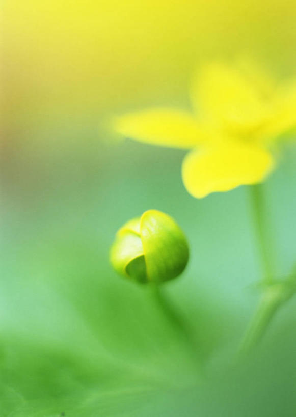 无人,竖图,室外,特写,白天,正面,幸福,花海,花圃,美景,植物,叶子,阴影,朦胧,模糊,盛开,光线,影子,景观,花蕾,花,花瓣,花朵,花卉,鲜花,黄色,绿色,阳光,自然,花丛,花束,花田,花苞,花蕊,景色,自然风光,立金花,驴蹄草,彩图