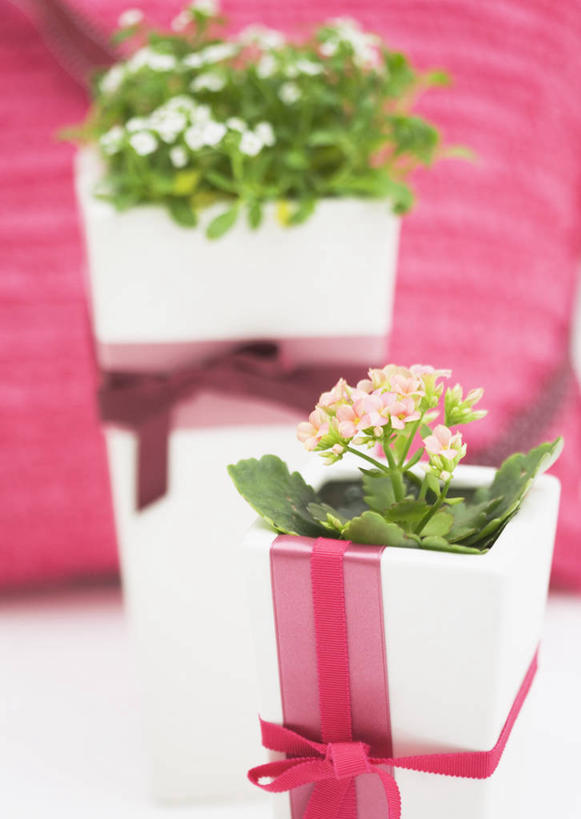 无人,竖图,室内,特写,白天,正面,植物,靠垫,礼盒,礼物,阴影,朦胧,模糊,装饰,盛开,反射,盆栽,丝绸,丝带,影子,纸盒,缎带,靠枕,盆景,花蕾,绸带,盒子,花,花瓣,花朵,鲜花,粉色,绿色,自然,包装盒,礼品盒,垫子,枕头,花苞,花蕊,礼品,生长,成长,华丽,修饰,点缀,吉利,衬托,美观,雅致,雅观,长寿,长寿花,圣诞伽蓝菜,寿星花,矮生伽蓝菜,彩图