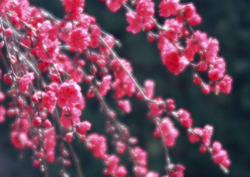 无人,横图,室外,特写,白天,正面,爱情,美景,桃花,日本,亚洲,许多,阴影,朦胧,模糊,盛开,光线,影子,景观,花蕾,花,花瓣,花朵,鲜花,红色,阳光,自然,花苞,花蕊,景色,俘虏,自然风光,东亚,本州,本州岛,日本国,中部地方,山梨,山梨县,彩图