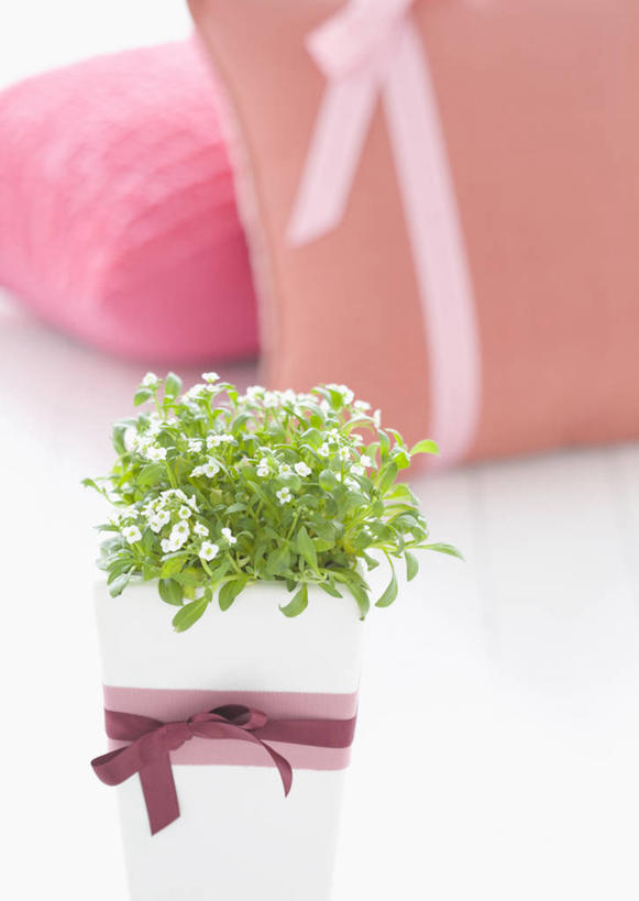 无人,竖图,室内,特写,白天,正面,植物,靠垫,阴影,朦胧,模糊,装饰,盛开,反射,盆栽,丝绸,丝带,影子,缎带,靠枕,盆景,花蕾,绸带,花,花瓣,花朵,鲜花,绿色,自然,垫子,枕头,花苞,花蕊,生长,成长,华丽,修饰,点缀,衬托,美观,雅致,雅观,香雪球,彩图,庭芥,小白花