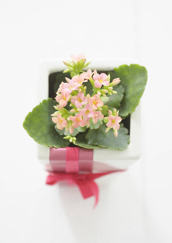 无人,竖图,俯视,室内,特写,白天,白色背景,许多,阴影,装饰,盛开,反射,丝绸,丝带,影子,缎带,花蕾,绸带,花,花瓣,花朵,鲜花,粉色,花苞,花蕊,摄影,影棚,华丽,修饰,点缀,吉利,衬托,美观,雅致,雅观,长寿,长寿花,圣诞伽蓝菜,寿星花,矮生伽蓝菜,彩图,高角度拍摄,影棚拍摄,拍摄