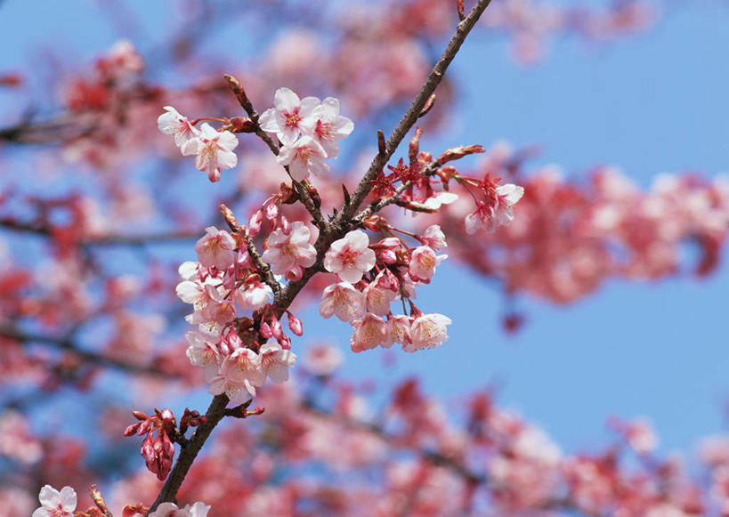 无人,横图,室外,特写,白天,仰视,旅游,度假,幸福,纯洁,美景,植物,樱花,阴影,朦胧,模糊,盛开,光线,影子,景观,枝条,花蕾,娱乐,花,花瓣,花朵,鲜花,树,树木,树枝,粉色,蓝色,蓝天,天空,阳光,自然,天,花苞,花蕊,享受,休闲,景色,放松,晴朗,等待,生命,自然风光,万里无云,仙樱花,福岛樱,青肤樱,高尚,热烈,虬枝,枝杈,晴空,晴空万里,荆桃,彩图,低角度拍摄,日本樱花