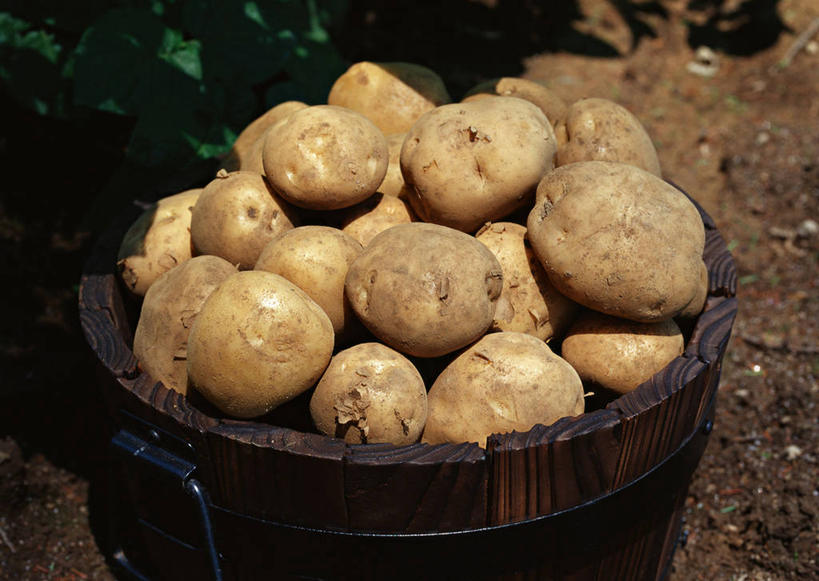 无人,农田,横图,俯视,室外,特写,白天,庄稼,农作物,美景,蔬菜,土豆,许多,阴影,丰富,丰收,新鲜,光线,木桶,桶,影子,景观,泥土,土壤,食品,丰盛,食物,一个,阳光,自然,容器,景色,肮脏,有机食品,绿色食品,单个,储藏,储存,自然风光,邋遢,馍馍蛋,丰登,丰硕,龌龊,污秽,洋芋,山药蛋,马铃薯,彩图,高角度拍摄,耕地,庄稼田,贮存