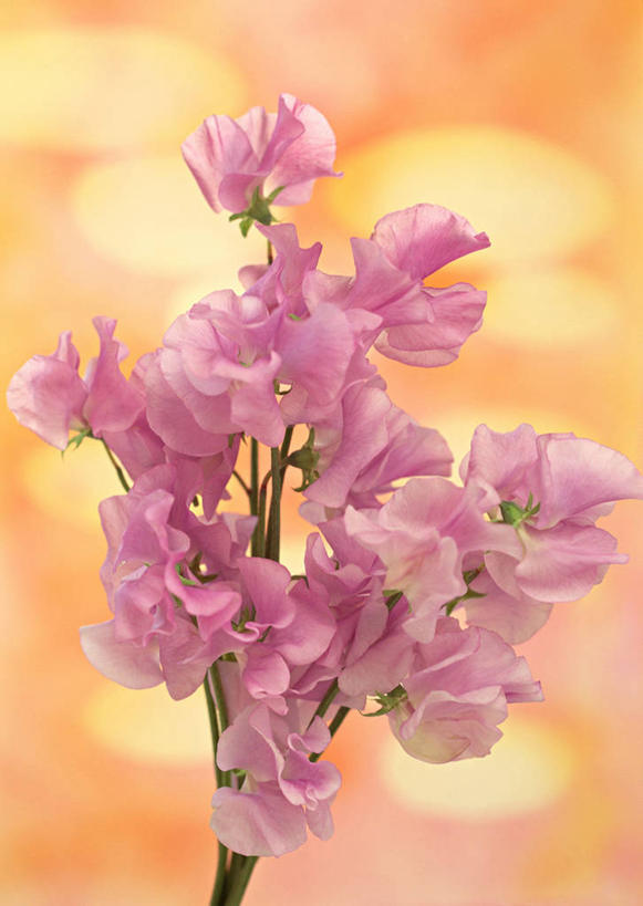 无人,竖图,室内,特写,白天,正面,智慧,朦胧,模糊,艺术,装饰,盛开,香豌豆,花蕾,文化,花,花瓣,花朵,鲜花,粉色,插花,花苞,花蕊,华丽,修饰,插花艺术,点缀,豌豆花,创造,创作,想象,衬托,美观,雅致,雅观,腐香豌豆,花豌豆,彩图