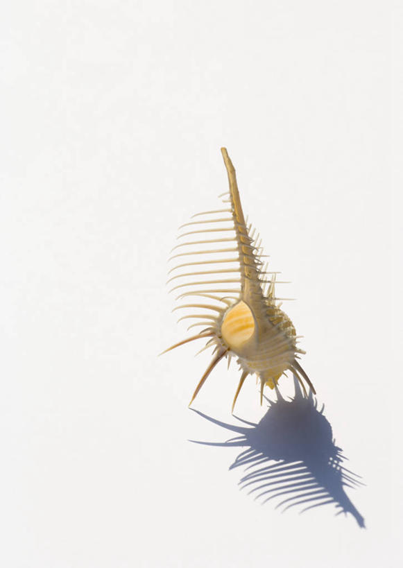 无人,竖图,俯视,室内,特写,白天,白色背景,静物,阴影,反射,影子,海螺,海洋生物,一个,摄影,影棚,单个,软体动物,峨螺,水生动物,水生物,海底动物,骨螺,刺螺,彩图,高角度拍摄,影棚拍摄,拍摄