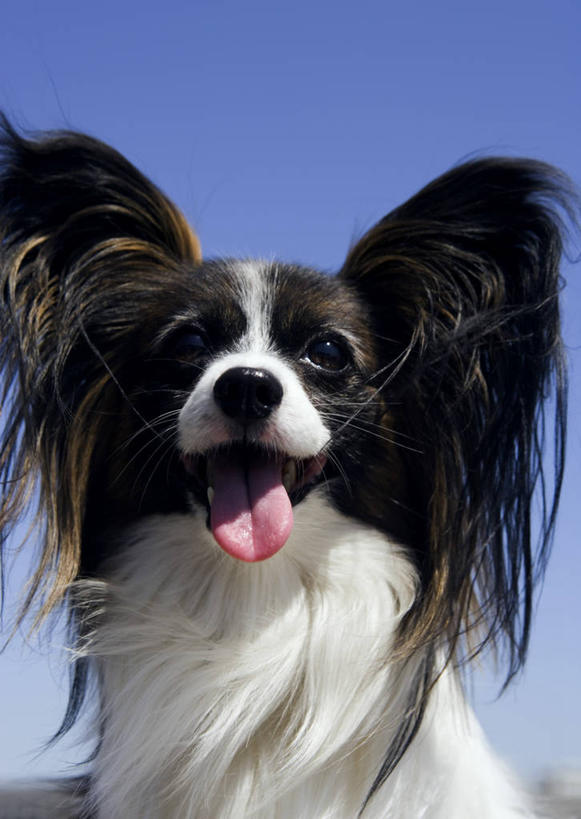 头,无人,竖图,室外,特写,白天,正面,宠物,狗,阴影,光线,影子,注视,蝶耳犬,蝴蝶犬,吐舌头,一只,蓝色,蓝天,天空,阳光,动物,天,观察,看,可爱,晴朗,观看,察看,关注,忠诚,万里无云,巴比伦犬,舌头,头部,晴空,晴空万里,犬,半身,彩图