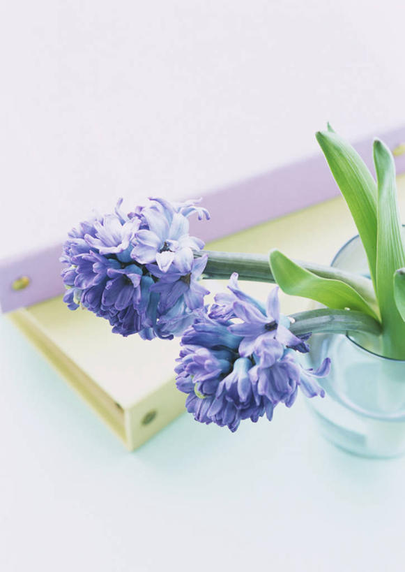 无人,竖图,俯视,室内,特写,白天,爱情,风信子,花瓶,阴影,朦胧,模糊,反射,影子,记事本,玻璃制品,两朵,紫色,本子,笔记本,玻璃瓶,瓶子,悲伤,喜悦,风信花,怀念,活页本,便签本,悲哀,活页夹,西洋水仙,彩图,高角度拍摄,日记本,活页夹记事本