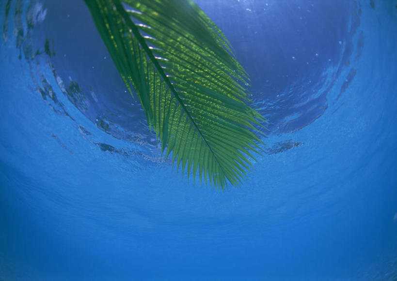 无人,横图,室外,特写,白天,仰视,美景,水,植物,叶子,日本,亚洲,阴影,光线,纹理,液体,影子,景观,水滴,绿叶,冲绳,绿色,阳光,自然,嫩叶,景色,冲绳县,自然风光,东亚,棕榈叶,肌理,琉球群岛,日本国,九州地方,八重山群岛,叶,叶片,叶脉,彩图,低角度拍摄,竹富町,八重山郡