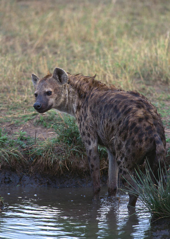 无人,站,竖图,室外,白天,旅游,度假,河流,美景,水,植物,狗,野生动物,非洲,肯尼亚,枯萎,河水,景观,水流,枯草,注视,娱乐,草,一只,背面,黄色,倒影,自然,动物,观察,回头,看,站着,转头,享受,休闲,景色,放松,观看,察看,倒映,国家公园,关注,自然风光,凶猛,鬣狗,阿非利加洲,斑点土狼,斑鬣狗,肯尼亚共和国,马赛马拉国家公园,反照,残暴,凶残,站立,半身,彩图