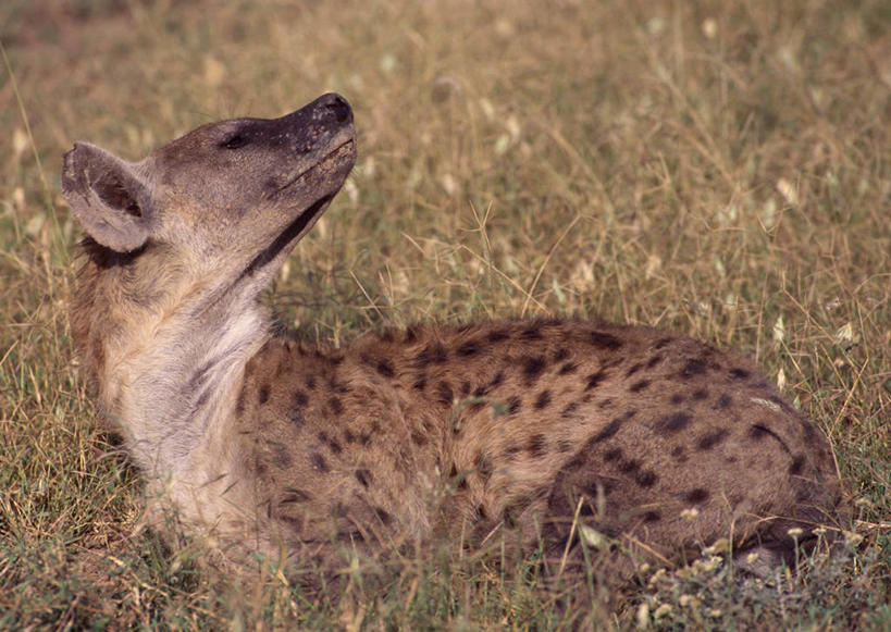 无人,坐,横图,室外,白天,侧面,旅游,度假,美景,植物,狗,野生动物,非洲,肯尼亚,枯萎,景观,枯草,注视,娱乐,草,一只,黄色,自然,动物,观察,回头,看,转头,享受,休闲,景色,放松,观看,察看,国家公园,关注,自然风光,凶猛,鬣狗,阿非利加洲,斑点土狼,斑鬣狗,肯尼亚共和国,马赛马拉国家公园,残暴,凶残,坐着,彩图,全身
