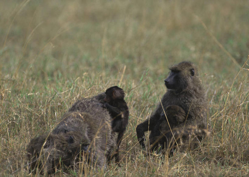 无人,公园,坐,横图,室外,白天,正面,旅游,度假,草地,草坪,美景,植物,野生动物,非洲,坦桑尼亚,狒狒,景观,注视,娱乐,草,绿色,自然,动物,观察,看,两只,享受,休闲,景色,放松,可爱,活泼,观看,察看,国家公园,关注,自然风光,东非狒狒,橄榄狒狒,绿狒狒,东非,马尼亚拉湖国家公园,曼雅拉湖国家公园,坦桑尼亚联合共和国,坐着,彩图,全身