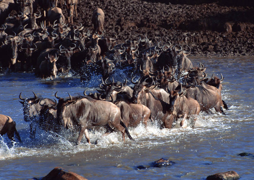 无人,横图,俯视,室外,白天,旅游,度假,河流,美景,水,哺乳动物,野生动物,羊,非洲,肯尼亚,许多,奔驰,阴影,飞溅,溅,光线,羚羊,液体,影子,河水,景观,水滴,水流,很多,注视,娱乐,水珠,阳光,自然,动物,奔跑,观察,看,享受,休闲,景色,放松,可爱,活泼,观看,察看,国家公园,关注,喷洒,自然风光,角马,牛羚,阿非利加洲,羚牛,扭角羚,肯尼亚共和国,马赛马拉国家公园,半身,彩图,高角度拍摄