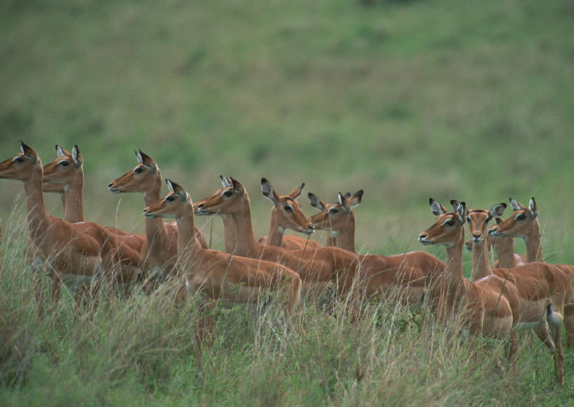 无人,走,横图,俯视,室外,白天,旅游,度假,草地,草坪,美景,植物,哺乳动物,野生动物,羊,非洲,肯尼亚,许多,羚羊,景观,很多,注视,娱乐,草,绿色,自然,动物,观察,看,享受,休闲,景色,放松,可爱,活泼,观看,察看,国家公园,关注,自然风光,角马,牛羚,阿非利加洲,羚牛,扭角羚,肯尼亚共和国,马赛马拉国家公园,步行,散步,走路,半身,彩图,高角度拍摄