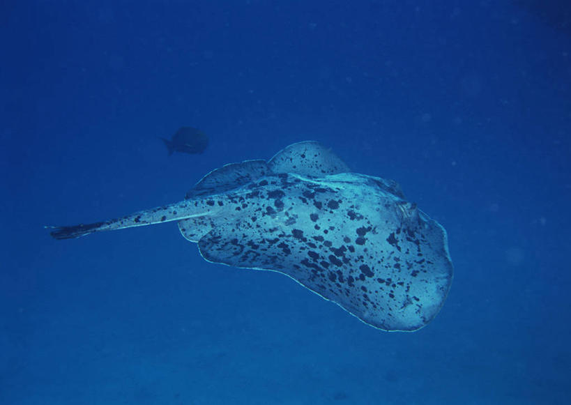 游泳,海鲜,无人,横图,室外,白天,正面,旅游,度假,海底,水下,海浪,海洋,美景,一条,鱼,景观,浪花,水底,娱乐,水产,鱼类,海洋生物,自然,海水,享受,休闲,景色,放松,海底世界,鳐鱼,太平洋,自然风光,水生动物,海产品,水生物,海景,海底动物,魟鱼,魔鬼鱼,蝠鲼,北马里亚那群岛,北马里亚纳,北马里亚纳群岛,北马里亚纳群岛自由联邦,塞班岛,西太平洋,泅水,拍浮,大海,风浪,海,海床,海水的波动,近岸浪,涌浪,彩图,全身