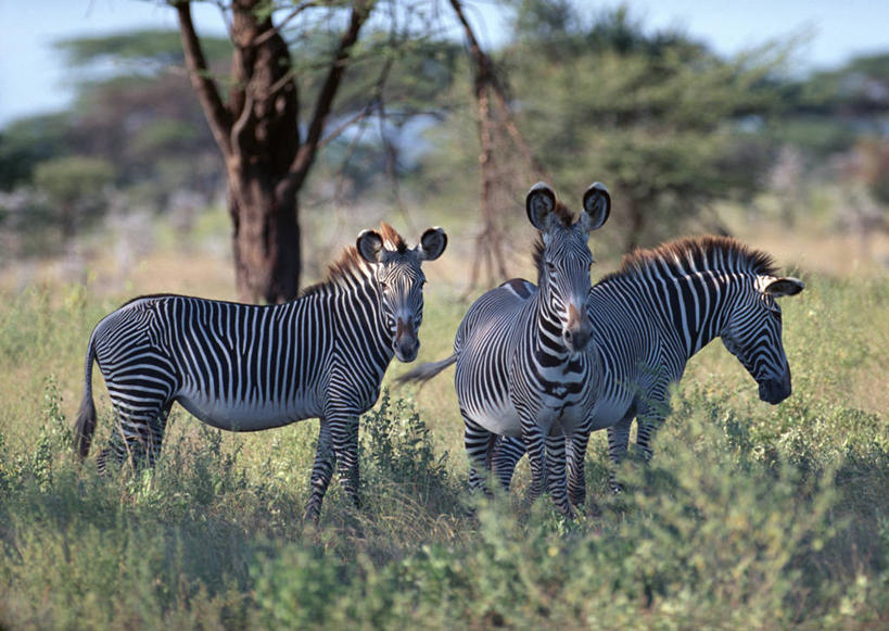 无人,公园,站,横图,室外,白天,正面,旅游,度假,草地,草坪,美景,树林,植物,斑马,马,野生动物,非洲,肯尼亚,三只,阴影,光线,影子,景观,注视,娱乐,草,树,树木,蓝色,绿色,蓝天,天空,阳光,自然,动物,天,观察,看,站着,享受,休闲,景色,放松,可爱,牲畜,活泼,生长,晴朗,成长,观看,察看,国家公园,关注,自然风光,万里无云,阿非利加洲,肯尼亚共和国,桑布鲁国家公园,格氏斑马,细斑马,细纹斑马,狭纹斑马,晴空,晴空万里,站立,彩图,全身