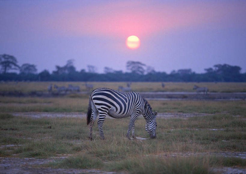 无人,公园,站,吃,横图,室外,白天,侧面,旅游,度假,草地,草坪,美景,日落,树林,植物,斑马,马,野生动物,非洲,肯尼亚,阴影,光线,影子,景观,晚霞,霞光,落日,注视,娱乐,草,树,树木,一只,绿色,阳光,自然,黄昏,动物,低头,观察,看,站着,享受,休闲,景色,彩霞,放松,可爱,牲畜,活泼,生长,成长,观看,察看,国家公园,关注,自然风光,垂头,阿非利加洲,肯尼亚共和国,夕照,安波塞利国家公园,裂谷省,夕阳,嚼,食,站立,彩图,全身,格兰特氏斑马,斜阳