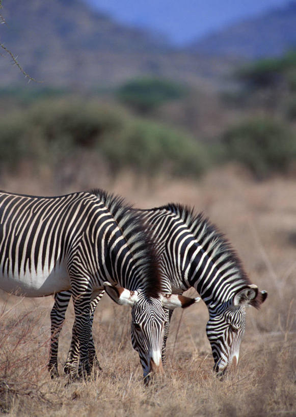 无人,公园,站,吃,竖图,室外,白天,侧面,旅游,度假,石头,美景,森林,山,山脉,树林,植物,斑马,马,野生动物,非洲,肯尼亚,阴影,枯萎,光线,石子,影子,景观,山峰,枯草,山峦,注视,娱乐,草,树,树木,黄色,蓝色,绿色,蓝天,天空,阳光,自然,动物,群山,天,低头,观察,看,站着,两只,享受,休闲,景色,放松,可爱,牲畜,活泼,生长,晴朗,成长,观看,察看,国家公园,关注,自然风光,沉积岩,万里无云,垂头,阿非利加洲,肯尼亚共和国,桑布鲁国家公园,水成岩,格氏斑马,细斑马,细纹斑马,狭纹斑马,石块,岩石,晴空,晴空万里,嚼,食,站立,半身,彩图