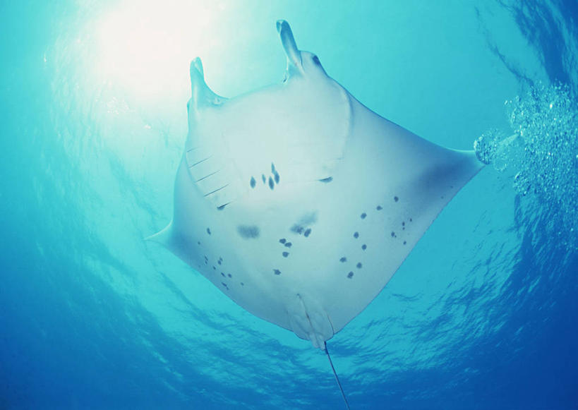 游泳,海鲜,无人,横图,室外,白天,仰视,旅游,度假,海底,水下,海浪,海洋,美景,马尔代夫,亚洲,一条,鱼,景观,浪花,水底,娱乐,水产,鱼类,海洋生物,自然,海水,享受,休闲,景色,放松,海底世界,鳐鱼,自然风光,水生动物,海产品,南亚,水生物,海景,海底动物,魟鱼,魔鬼鱼,蝠鲼,马尔代夫共和国,泅水,拍浮,大海,风浪,海,海床,海水的波动,近岸浪,涌浪,彩图,低角度拍摄,全身