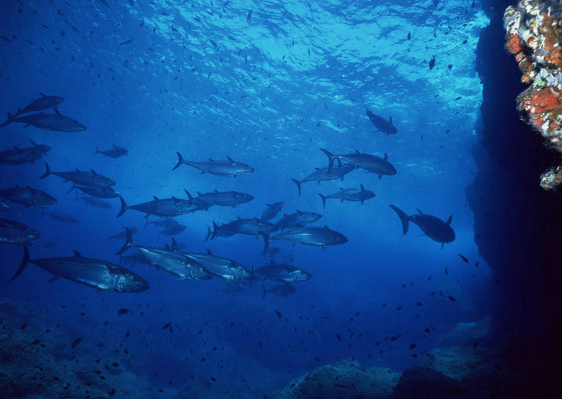 游泳,海鲜,无人,横图,室外,白天,侧面,旅游,度假,海底,水下,海浪,海洋,礁石,石头,美景,东京,日本,亚洲,许多,鱼,石子,景观,浪花,水底,很多,鲔鱼,注视,娱乐,水产,金枪鱼,鱼类,海洋生物,自然,海水,观察,看,享受,休闲,景色,放松,海底世界,观看,吞拿鱼,察看,关注,自然风光,水生动物,海产品,水生物,海景,东亚,海底动物,本州,关东地方,本州岛,日本国,东京都,泅水,小笠原群岛,拍浮,小笠原村,小笠原支厅,大海,风浪,海,海床,海水的波动,礁,近岸浪,石块,岩石,涌浪,半身,彩图