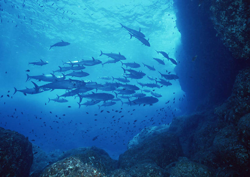 游泳,海鲜,无人,横图,室外,白天,侧面,旅游,度假,海底,水下,海浪,海洋,礁石,石头,美景,东京,日本,亚洲,许多,鱼,石子,景观,浪花,水底,很多,鲔鱼,注视,娱乐,水产,金枪鱼,鱼类,海洋生物,自然,海水,观察,看,享受,休闲,景色,放松,海底世界,观看,吞拿鱼,察看,关注,自然风光,水生动物,海产品,水生物,海景,东亚,海底动物,本州,关东地方,本州岛,日本国,东京都,泅水,小笠原群岛,拍浮,小笠原村,小笠原支厅,大海,风浪,海,海床,海水的波动,礁,近岸浪,石块,岩石,涌浪,半身,彩图