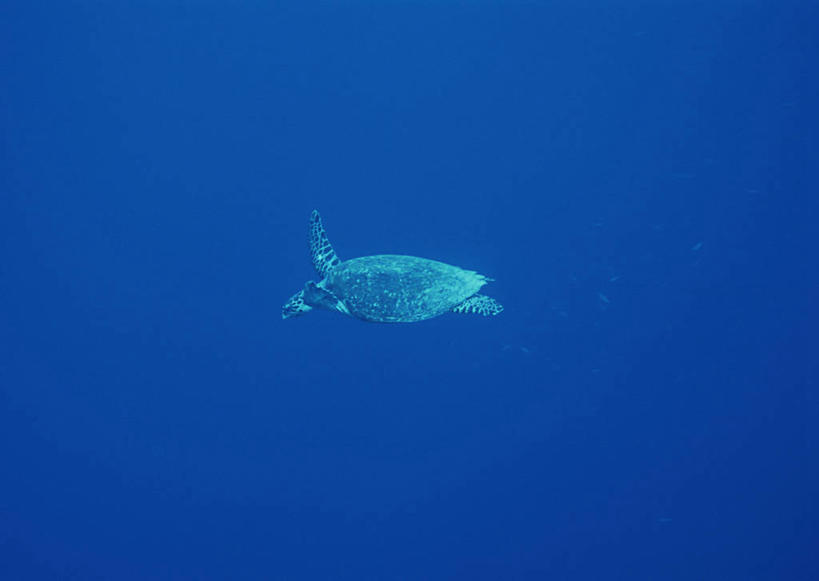 游泳,无人,横图,室外,白天,侧面,旅游,度假,海底,水下,海浪,海洋,美景,龟,帕劳,景观,浪花,水底,注视,娱乐,海洋生物,一只,自然,海水,观察,看,享受,休闲,健康,景色,放松,海底世界,观看,石龟,绿海龟,太平洋,察看,关注,自然风光,水生动物,坚定,水生物,海景,海底动物,绿蠵龟,帕劳群岛,帛琉群岛,长寿,西太平洋,泅水,加罗林群岛,帕劳共和国,拍浮,大海,风浪,海,海床,海水的波动,近岸浪,涌浪,海龟,彩图,全身