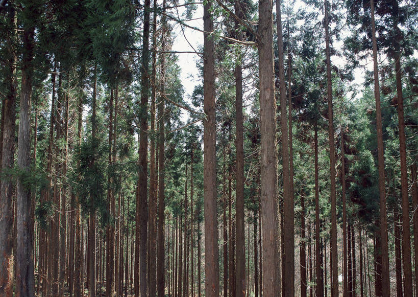 无人,横图,室外,白天,正面,旅游,美景,森林,树林,植物,日本,亚洲,景观,树桩,树,树干,树木,绿色,自然,木桩,景色,生长,成长,自然风光,东亚,本州,本州岛,日本国,中部地方,岐阜,岐阜县,彩图,游览