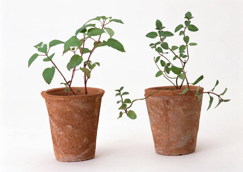 无人,家庭,横图,室内,特写,白天,白色背景,正面,智慧,植物,盆栽,薄荷,银丹草,盆景,两个,绿色,自然,摄影,影棚,生长,成长,鼠尾草,理性,斑叶凤梨薄荷,夜息香,彩图,影棚拍摄,拍摄