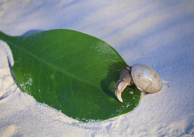 蟹,无人,横图,俯视,室外,特写,白天,旅游,度假,美景,沙滩,植物,叶子,马尔代夫,亚洲,阴影,光线,沙子,纹理,影子,海岸,景观,绿叶,寄居蟹,沙地,娱乐,一只,绿色,阳光,自然,享受,休闲,嫩叶,景色,放松,自然风光,南亚,肌理,马尔代夫共和国,白住房,干住屋,甲壳动物,叶,叶片,叶脉,海滩,彩图,高角度拍摄,全身,索尼娃姬莉酒店