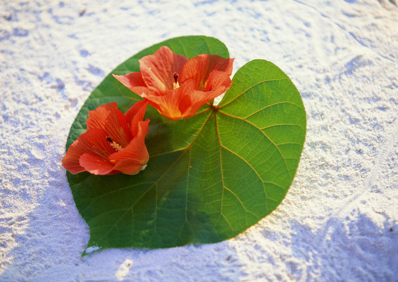 无人,横图,俯视,室外,特写,白天,旅游,度假,美景,沙滩,植物,叶子,马尔代夫,亚洲,阴影,盛开,光线,沙子,纹理,影子,海岸,景观,绿叶,木槿,木槿花,沙地,美丽,花蕾,娱乐,花,花瓣,花朵,鲜花,两朵,红色,绿色,阳光,自然,花苞,花蕊,享受,休闲,嫩叶,景色,放松,坚韧,自然风光,南亚,肌理,永恒,质朴,无穷花,马尔代夫共和国,叶,叶片,叶脉,海滩,彩图,高角度拍摄,索尼娃姬莉酒店