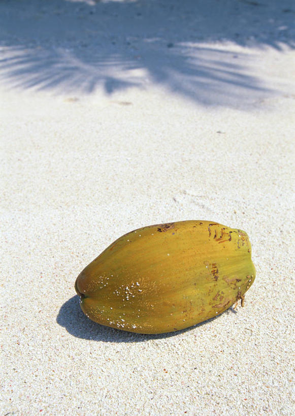 无人,竖图,俯视,室外,特写,白天,旅游,度假,海浪,海洋,美景,沙滩,植物,棕榈树,水果,叶子,马尔代夫,亚洲,阴影,新鲜,光线,沙子,影子,海岸,景观,浪花,生食,食品,果实,绿叶,棕榈果,沙地,娱乐,树,树木,食物,一个,黄色,绿色,阳光,自然,海水,享受,休闲,嫩叶,景色,放松,有机食品,绿色食品,生长,单个,成长,自然风光,南亚,海景,棕榈叶,马尔代夫共和国,叶,叶片,大海,风浪,海,海水的波动,海滩,近岸浪,涌浪,彩图,高角度拍摄,沙巴棕,索尼娃姬莉酒店