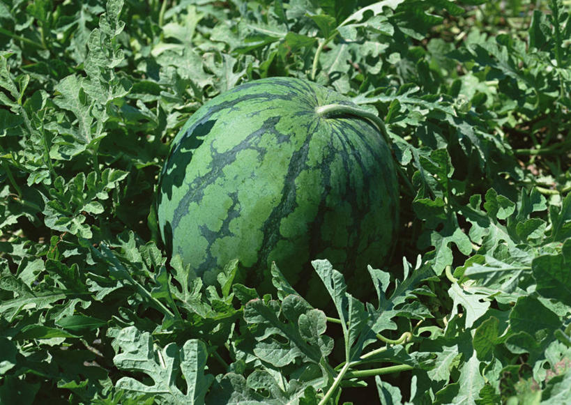 无人,果园,横图,俯视,室外,特写,白天,田园,西瓜,水果,叶子,朦胧,模糊,新鲜,生食,食品,果实,果树,绿叶,食物,一个,绿色,嫩叶,有机食品,绿色食品,单个,青春,生命,和平,安详,田庄,冷色,园子,叶,叶片,寒瓜,彩图,高角度拍摄