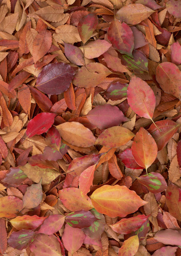 无人,竖图,俯视,室外,特写,白天,美景,秋季,叶子,一堆,许多,堆叠,堆积,干枯,景观,枯叶,落叶,黄色,红色,自然,景色,堆,干涸,凋谢,自然风光,枯槁,叶,叶片,秋,秋天,彩图,高角度拍摄