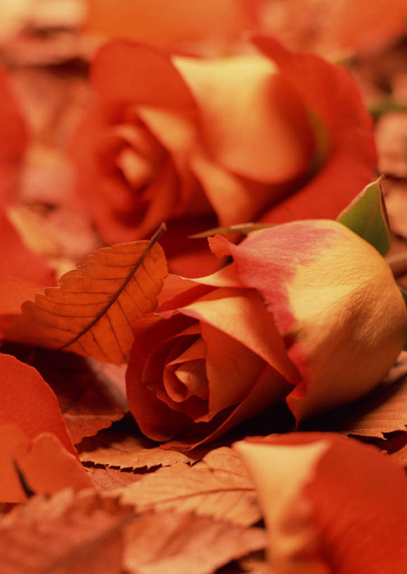 无人,竖图,室外,特写,白天,正面,爱情,幸福,纯洁,热情,美景,玫瑰,叶子,一堆,许多,堆叠,堆积,朦胧,模糊,干枯,景观,枯叶,落叶,玫瑰花,浪漫,两朵,自然,温暖,温馨,景色,恩爱,堆,干涸,和睦,凋谢,自然风光,感动,尊敬,枯槁,天真,刺玫花,徘徊花,叶,叶片,彩图,融洽