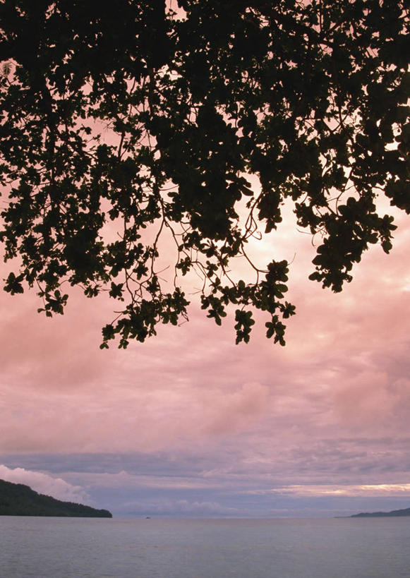 无人,竖图,室外,白天,正面,旅游,度假,海浪,海洋,美景,日落,植物,叶子,斐济,景观,浪花,晚霞,霞光,落日,绿叶,娱乐,树,树木,绿色,自然,海水,黄昏,享受,休闲,嫩叶,景色,彩霞,放松,生长,成长,自然风光,大洋洲,海景,南太平洋,斐济群岛共和国,夕照,薄暮,叶,叶片,大海,风浪,海,海水的波动,近岸浪,涌浪,夕阳,彩图,傍晚,斜阳