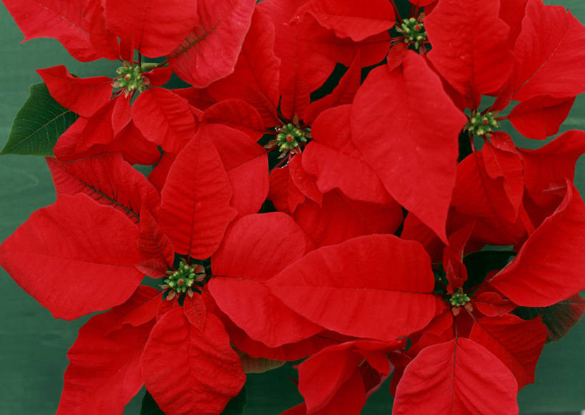 无人,横图,室内,特写,白天,正面,叶子,许多,盛开,绿叶,圣诞红,一品红,花蕾,花,花瓣,花朵,鲜花,红色,花苞,花蕊,圣诞花,嫩叶,猩猩木,绿洲,叶,叶片,彩图