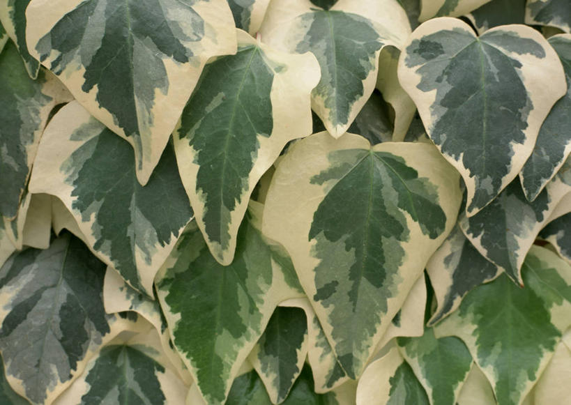 无人,横图,室内,特写,白天,正面,叶子,长春藤,常春藤,绿叶,黄色,绿色,嫩叶,永恒,不朽,忠实,洋常春藤,叶,叶片,彩图,常青藤