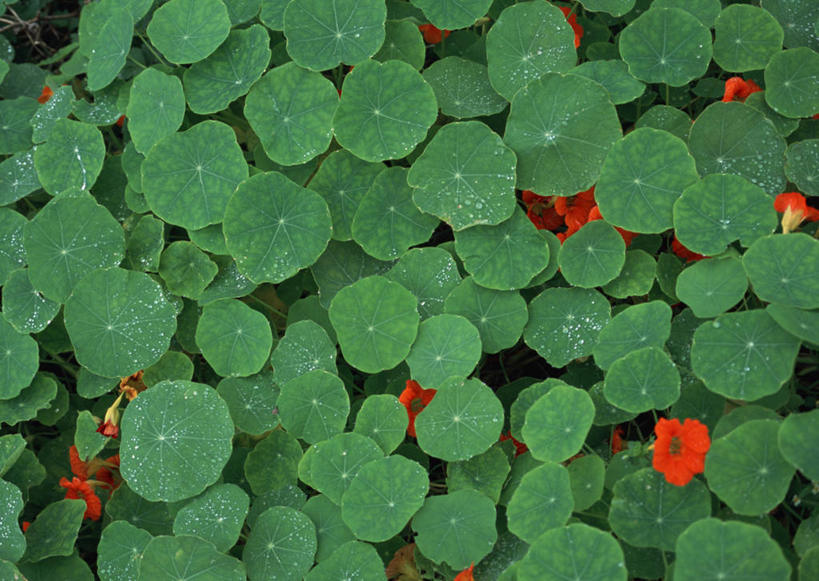 无人,横图,室外,特写,白天,正面,美景,植物,叶子,纹理,景观,绿叶,红色,绿色,自然,嫩叶,景色,自然风光,金链花,腊肠树,肌理,阿勃勒,波斯皂荚,长果子树,黄金雨,金急雨,牛角树,婆罗门皂荚,猪肠豆,叶,叶片,叶脉,彩图