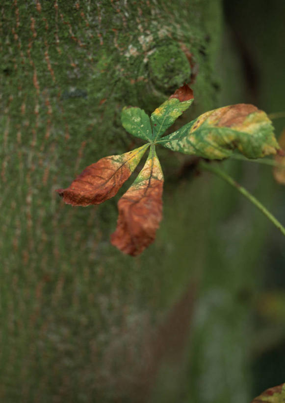 无人,竖图,室外,特写,白天,正面,美景,植物,阴影,朦胧,模糊,光线,影子,景观,青苔,树桩,苔藓,树,树干,树木,绿色,阳光,自然,木桩,景色,生长,成长,自然风光,七叶树,娑罗树,彩图