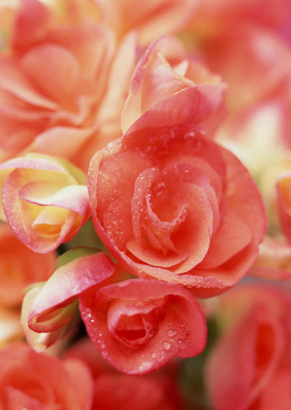 无人,竖图,室内,特写,白天,正面,许多,朦胧,模糊,盛开,海棠,花蕾,花,花瓣,花朵,鲜花,粉色,白色,花苞,花蕊,倭海棠,贴梗海棠,铁脚海棠,皱皮木瓜,和园子,日本贴梗海棠,日本木瓜,彩图