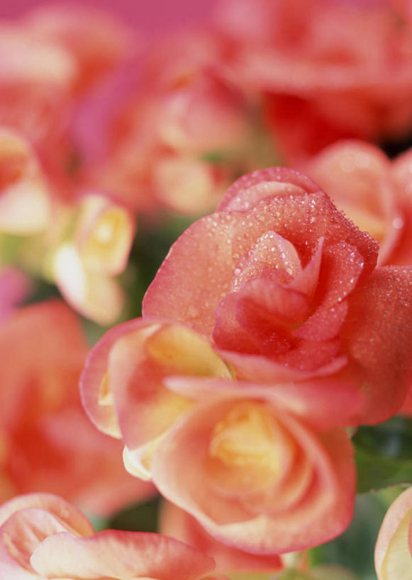 无人,竖图,室内,特写,白天,正面,许多,朦胧,模糊,盛开,海棠,花蕾,花,花瓣,花朵,鲜花,粉色,白色,花苞,花蕊,倭海棠,贴梗海棠,铁脚海棠,皱皮木瓜,和园子,日本贴梗海棠,日本木瓜,彩图