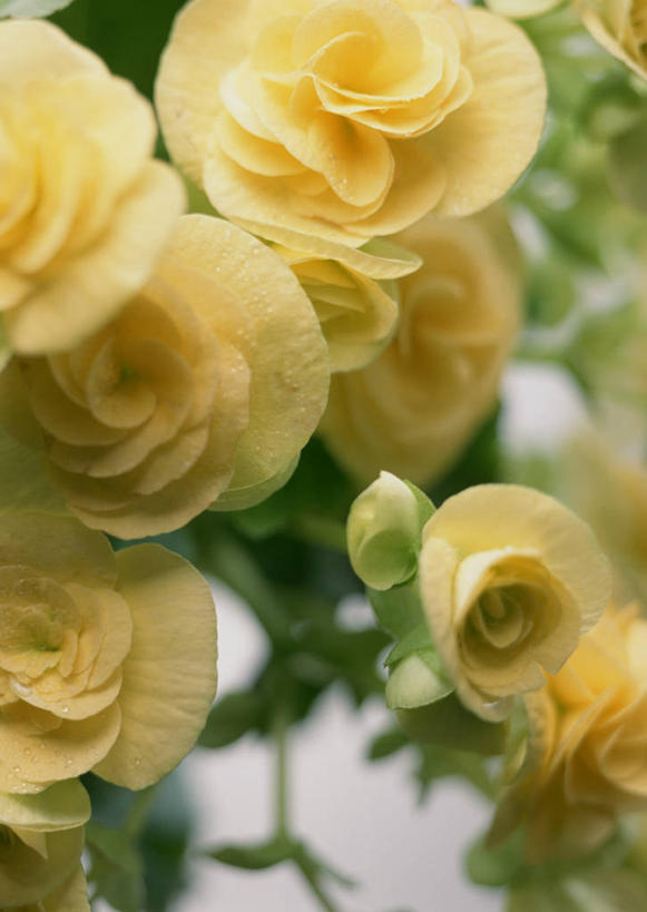 无人,竖图,室内,特写,白天,正面,叶子,朦胧,模糊,盛开,海棠,绿叶,花蕾,花,花瓣,花朵,鲜花,黄色,花苞,花蕊,嫩叶,倭海棠,贴梗海棠,铁脚海棠,皱皮木瓜,和园子,日本贴梗海棠,日本木瓜,叶,叶片,彩图